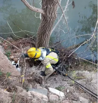 Fotografia d'un bomber amb casc groc, ajupit en un marge de riu al peu d'un arbre, agafant un animal petit atrapat entre la vegetació; el bomber porta arnès i està assegurat amb una corda.